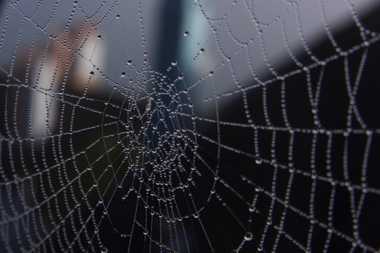 14 October 2021 - 10-06-10

----------
Spider's web in Devon